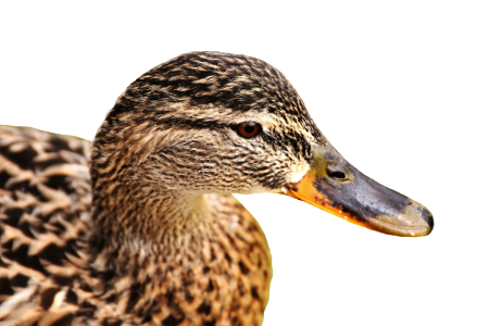 Cute nature water