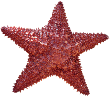 Vacations water creature red