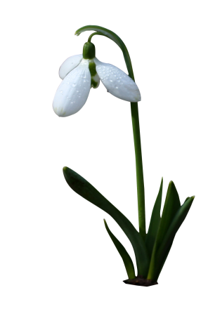 Spring wild flower bells