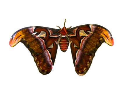 Atlas moth atlas butterfly exotic