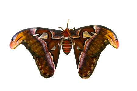 Atlas moth atlas butterfly exotic