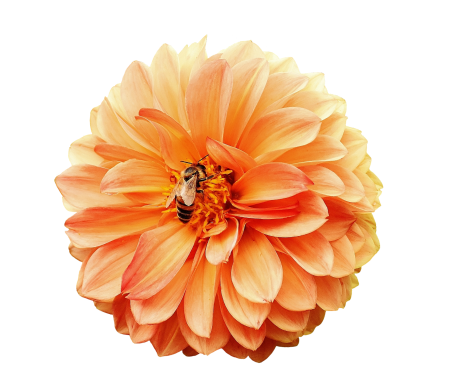 Autumn asteraceae flower garden