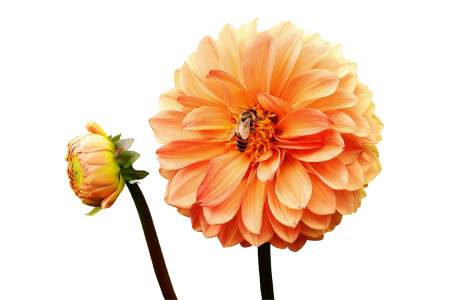 Autumn asteraceae flower garden