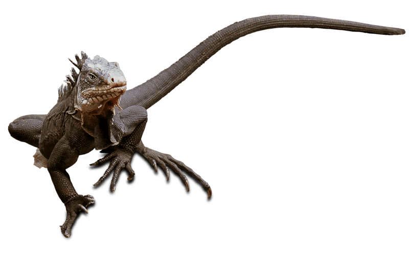 Nature dragon iguana