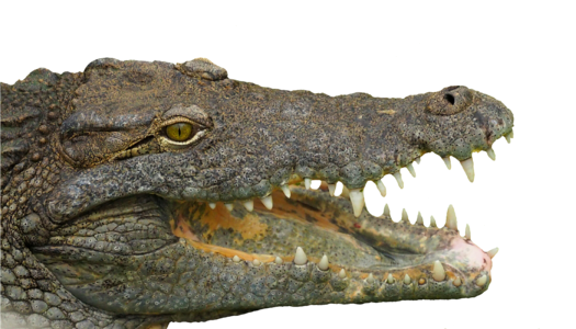 Crocodile teeth dangerous