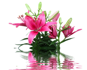 Pink flower ornamental plant ornamental flower