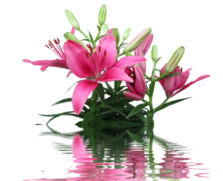 Pink flower ornamental plant ornamental flower