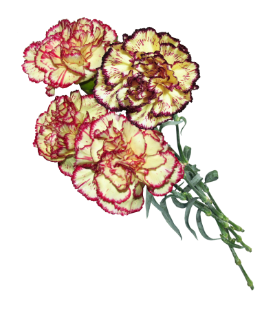 Cut out isolated plant