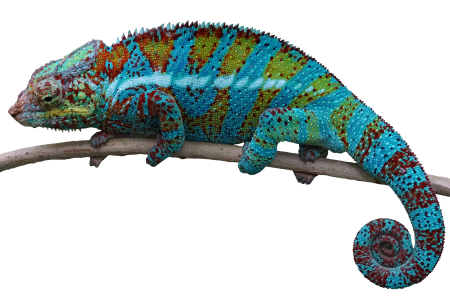 Isolated background animal world