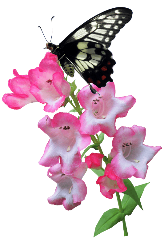 Flower summer plant