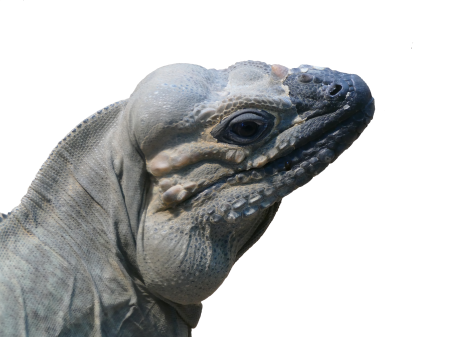 Wild reptile lizard