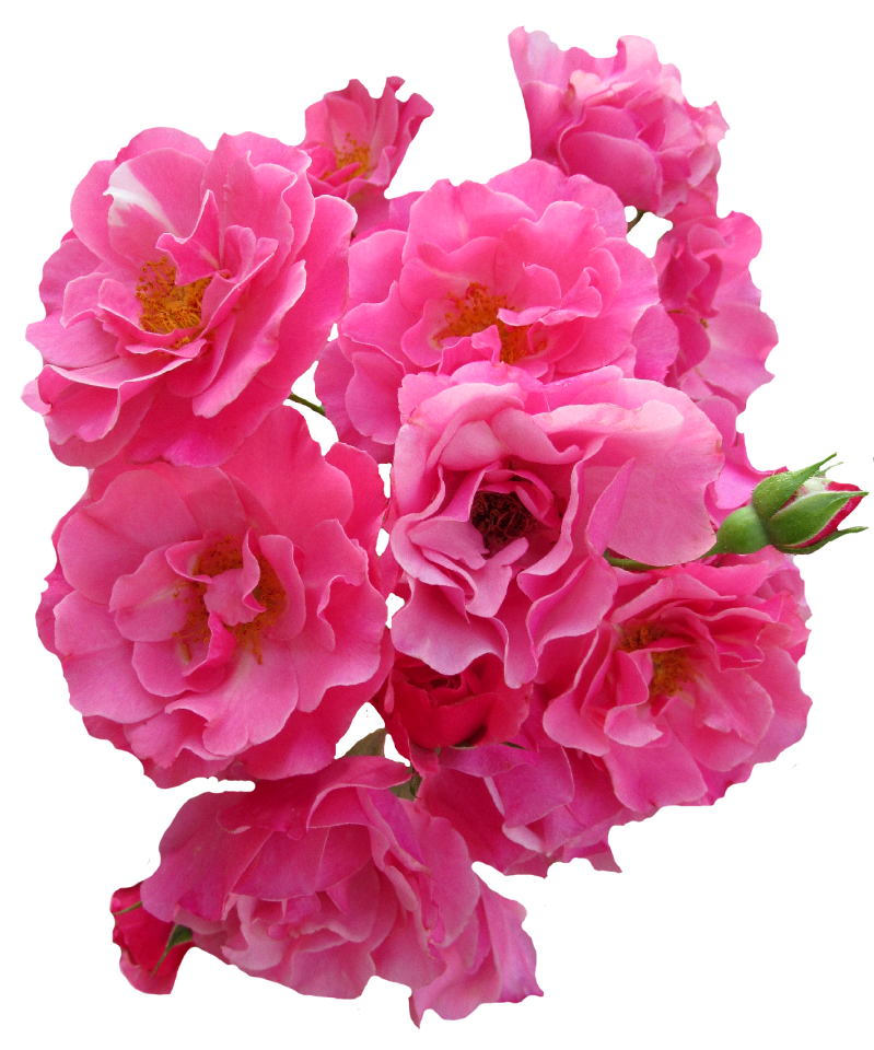 Garden roses nature pink rose