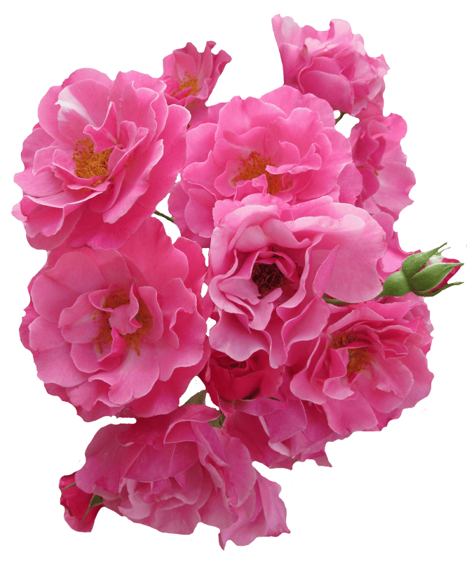 Garden roses nature pink rose