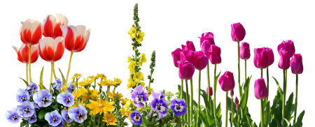 Flowers flower bed plant
