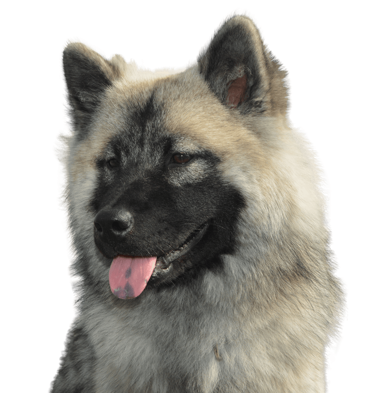 Eurasians nova portrait