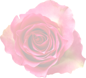 Pink rose bloom blossom