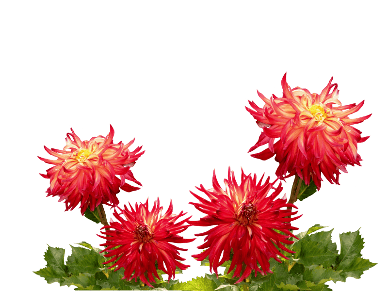 Late summer dahlia dahlia flower