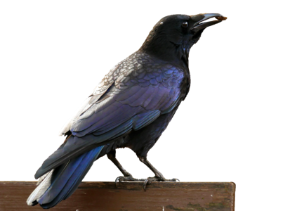 Raven bird bill eat