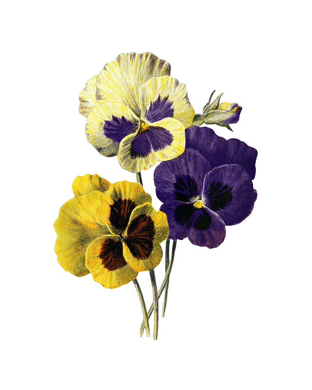 Pansies viola nature