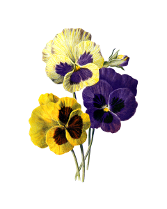 Pansies viola nature