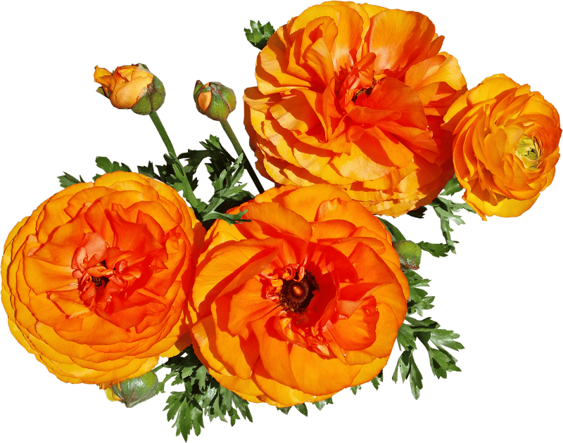 Cut out isolated blooms