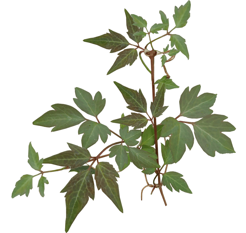 Plant cut out isolated