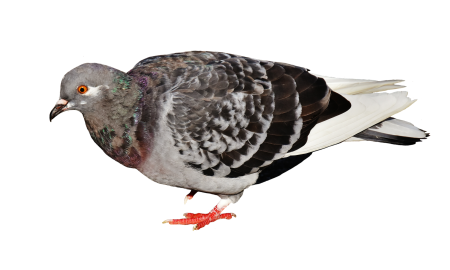 Bird feather nature