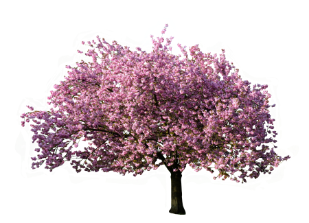 Blossom bloom isolated