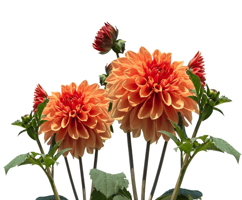 Dahlia garden blossom bloom