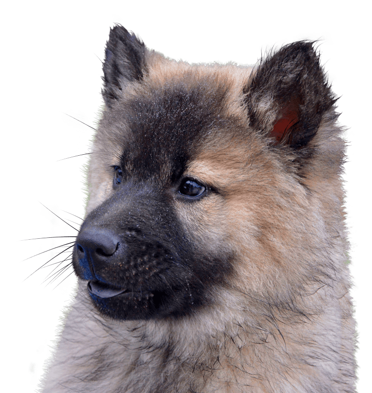 Animal portrait nature sweet