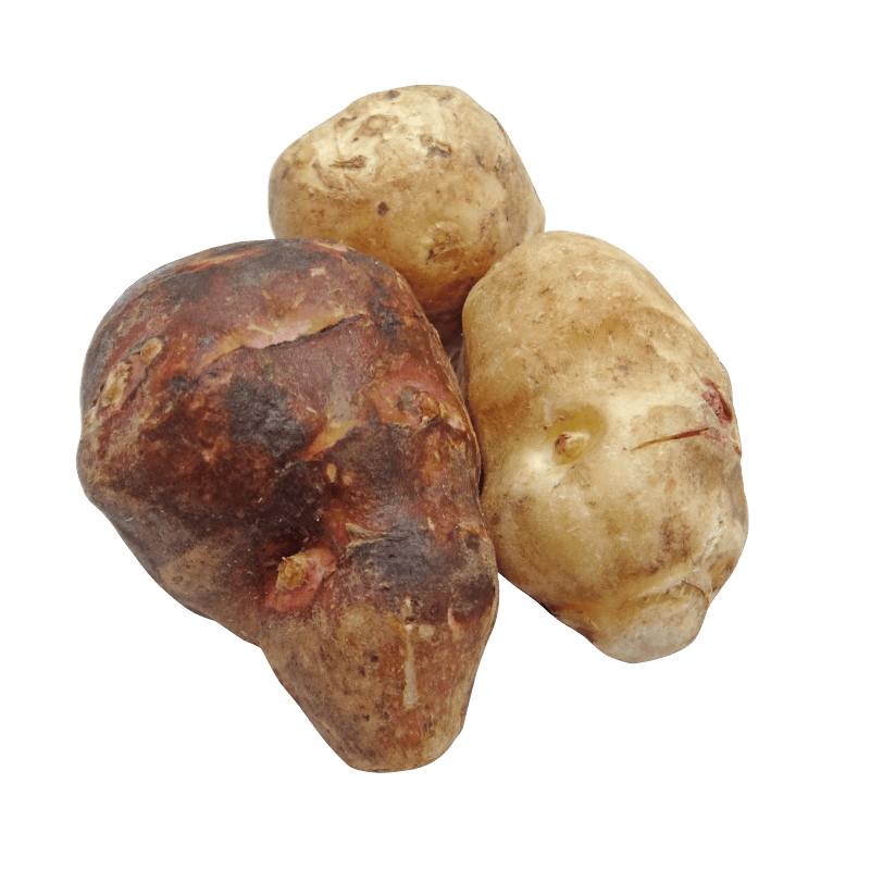 Root vegetable tuber