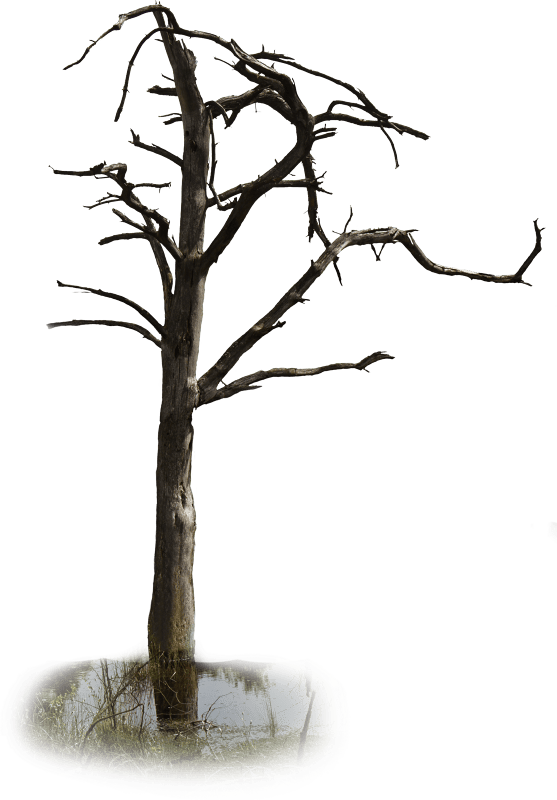 Isolated gnarled branches