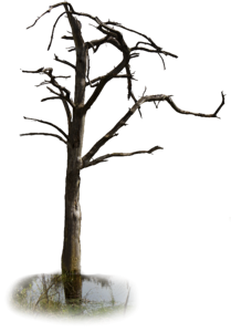 Isolated gnarled branches