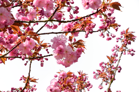 Tree nature pink
