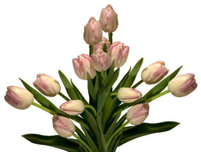 Isolated plant tulips