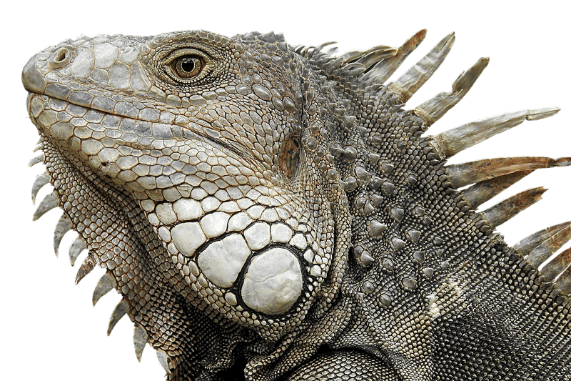 Close up reptile animal world