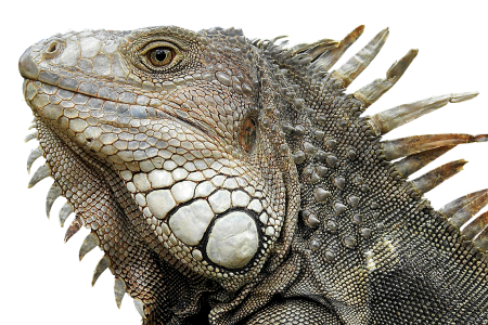 Close up reptile animal world