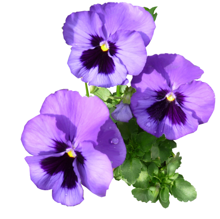 Cut out isolated blooming