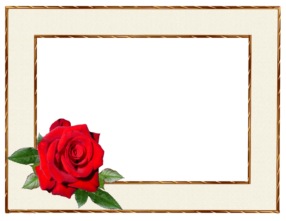 Flower rose greeting card