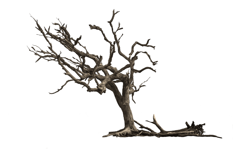 Isolated gnarled branches