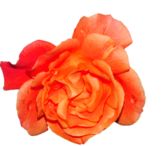 Flower rose bloom plant