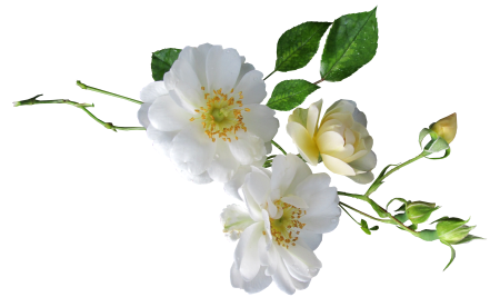 Stem garden nature