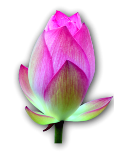 Isolated lotus flower