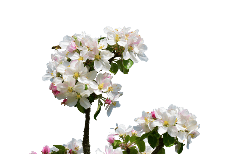 Close up apple tree nature