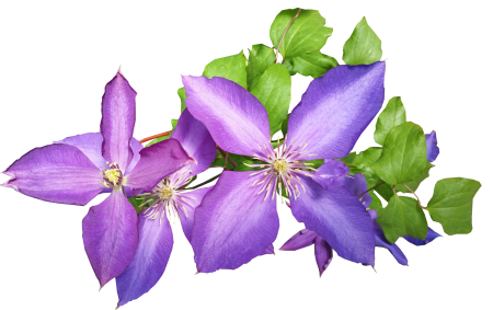 Plant nature garden