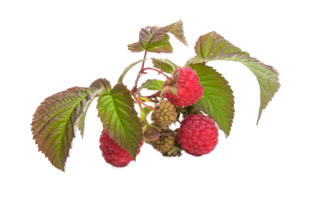 Raspberry fruit red