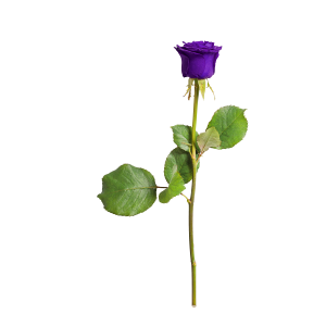 Flower violet romance