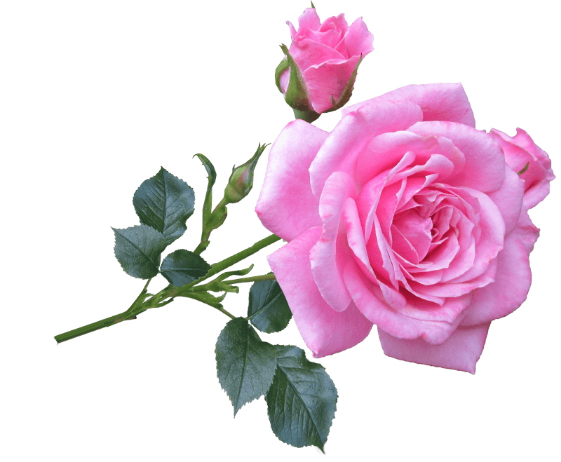 Rose stem flower