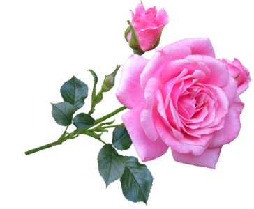Rose stem flower