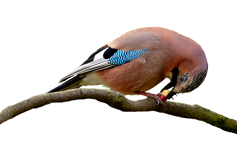 Nature bill plumage